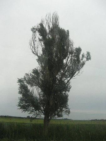 Szarvas 321